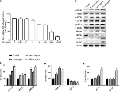 Mild Endoplasmic Reticulum Stress Protects Against Lipopolysaccharide-Induced Astrocytic Activation and Blood-Brain Barrier Hyperpermeability